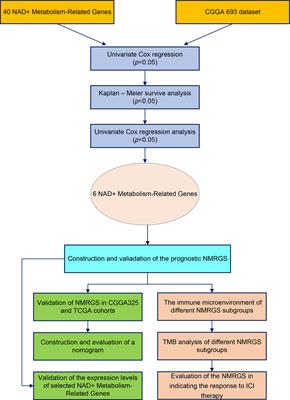 A prognostic NAD+ metabolism-related gene signature for predicting response to immune checkpoint inhibitor in glioma